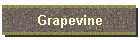 Grapevine