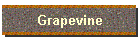 Grapevine